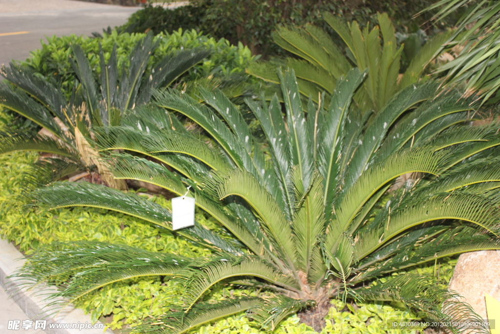 绿色植物
