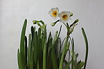 水仙花