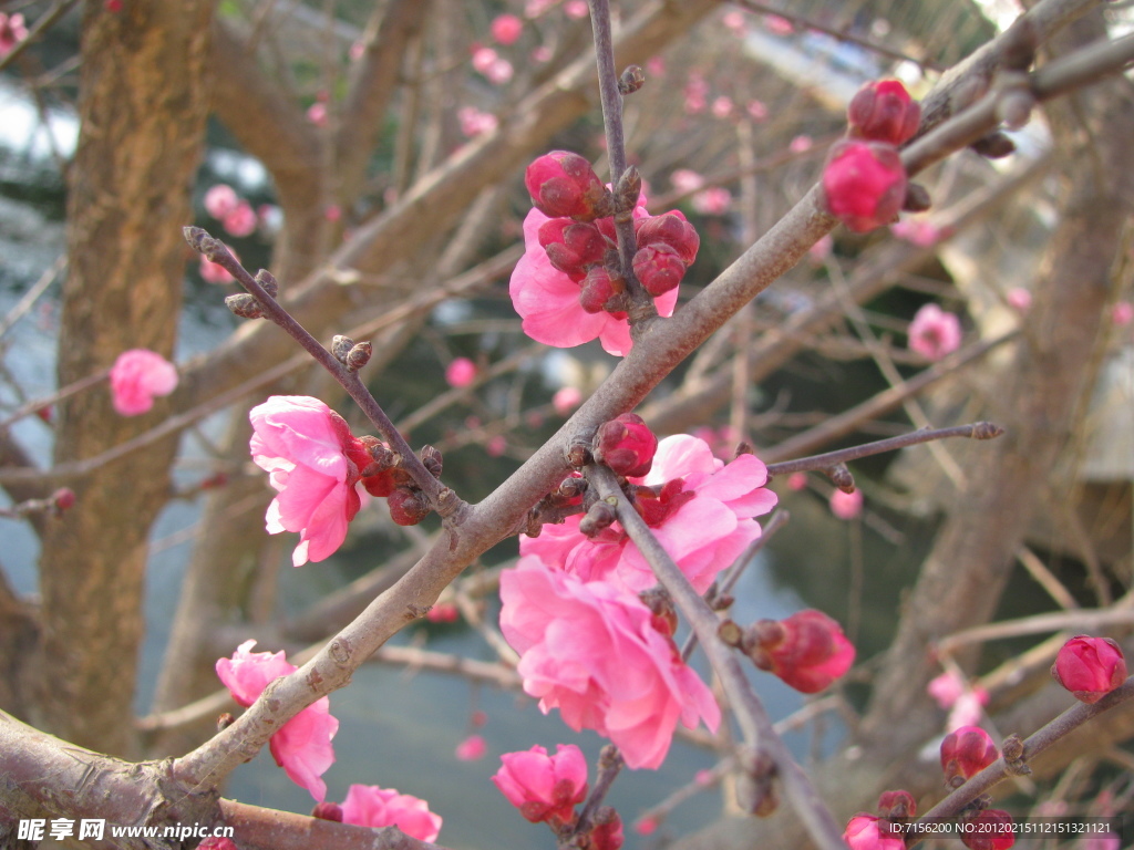 梅花