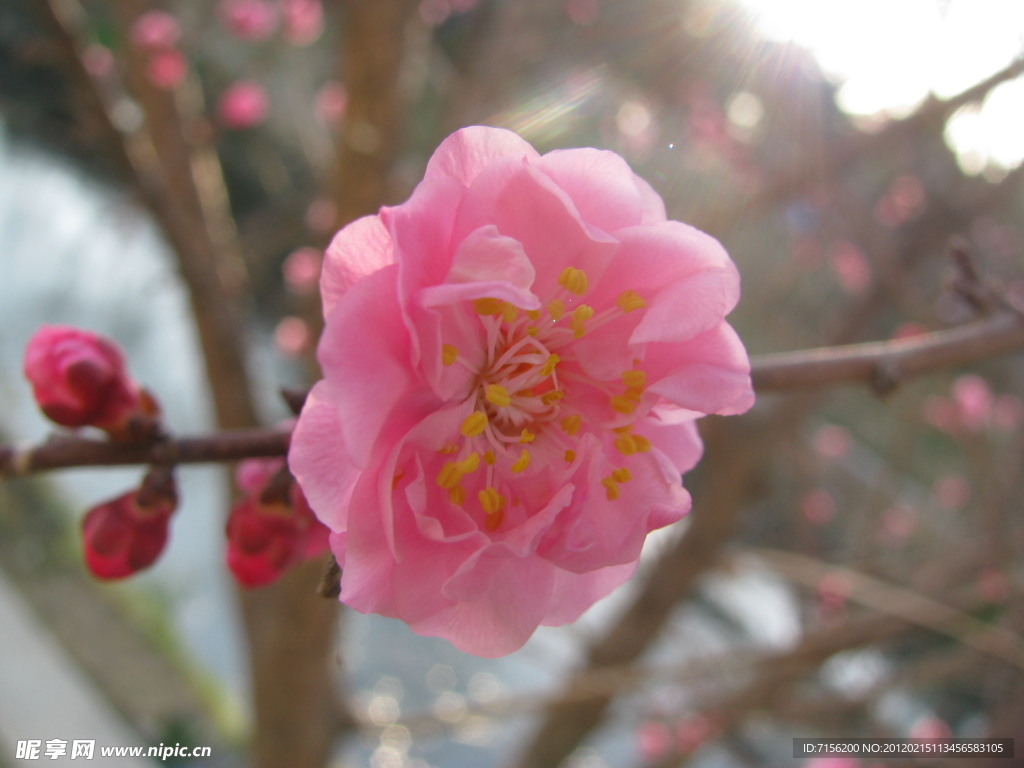 梅花