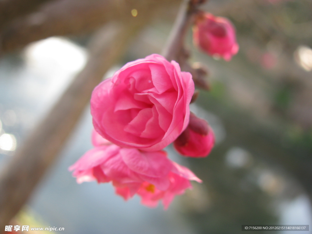 梅花