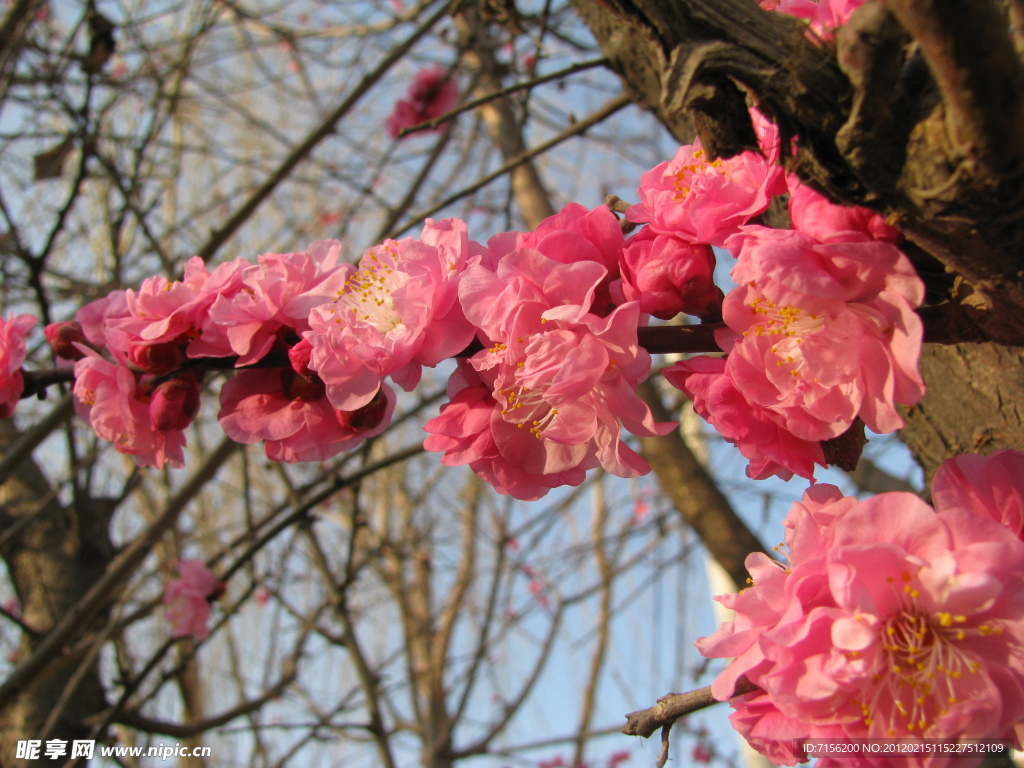 梅花