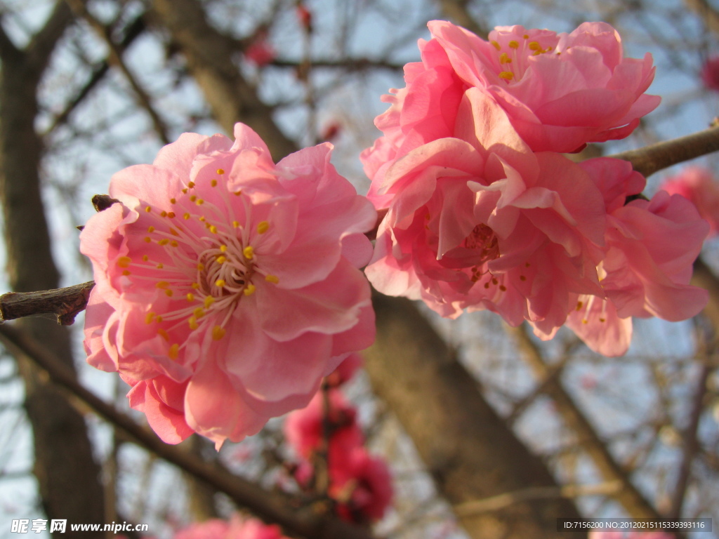 梅花