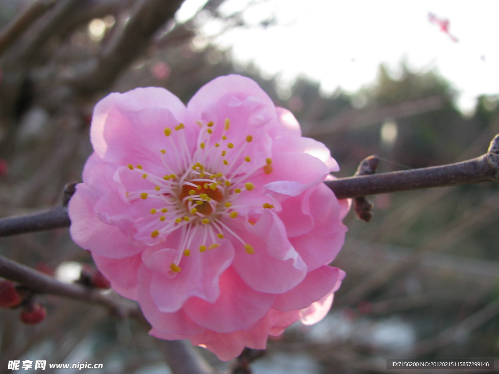 梅花
