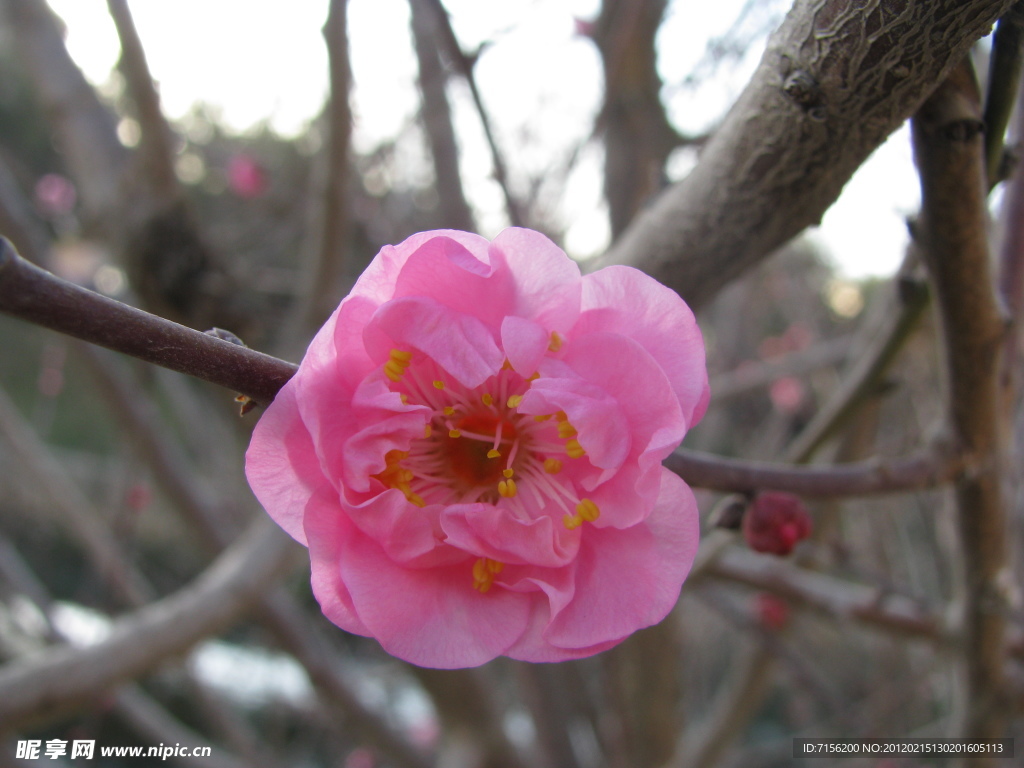梅花