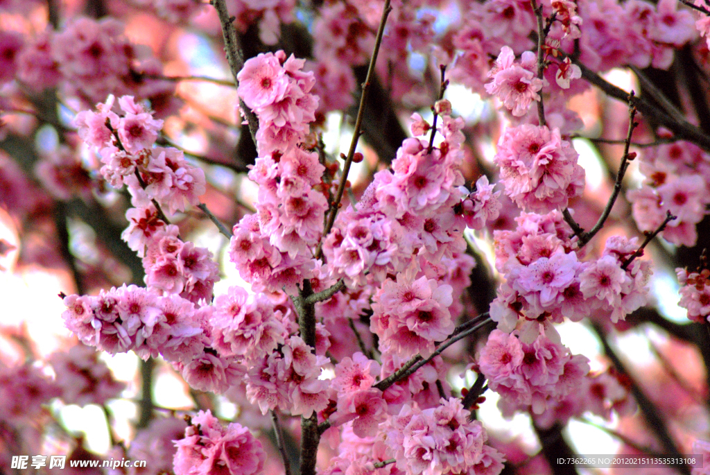 日本樱花