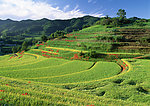 田园风光梯田