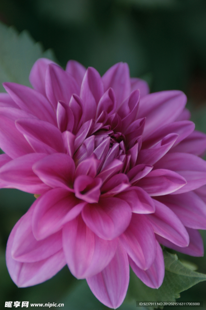 红菊花
