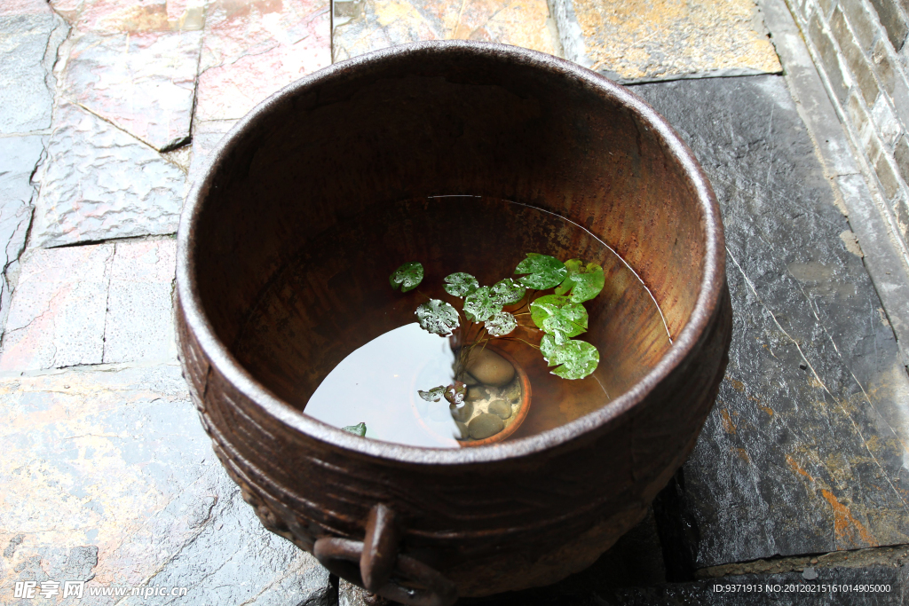 水缸 睡莲