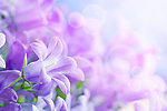 丁香花
