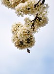 李花