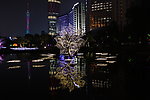 水中光树