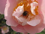 蜜蜂采蜜