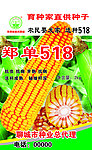 玉米