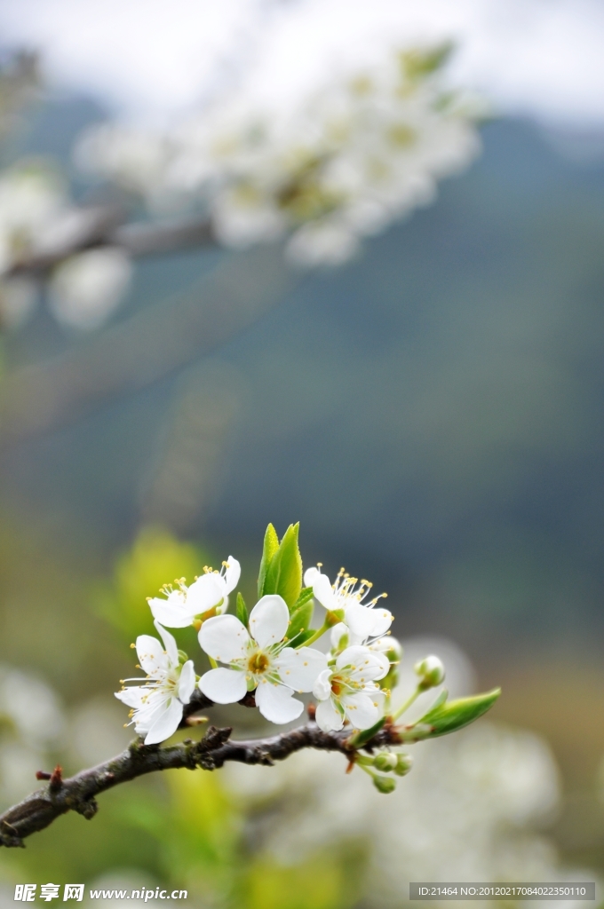 李花