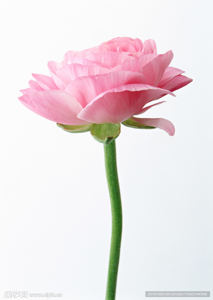 粉红玫瑰花
