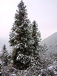 雪中杉树