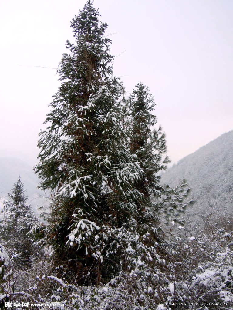 雪中杉树