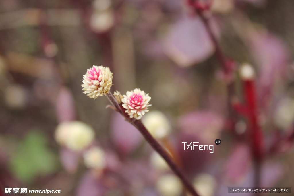 一朵小红花