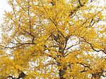 秋天 银杏树