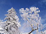 冬天 雪树莹花