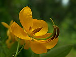 黄色小花