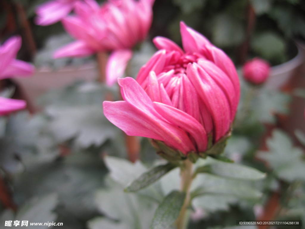 菊花