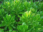 热带植物(非高清)