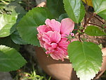 扶桑花