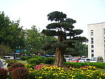 景观树