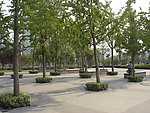 树阵广场