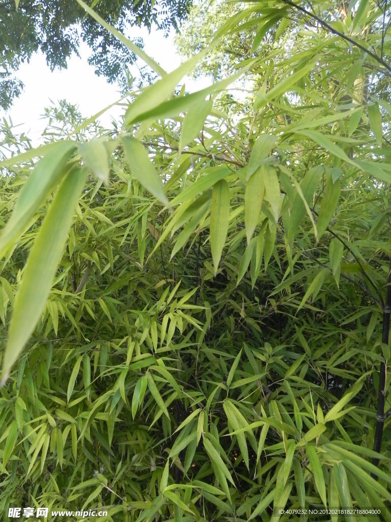 竹子