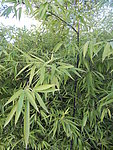 墨竹