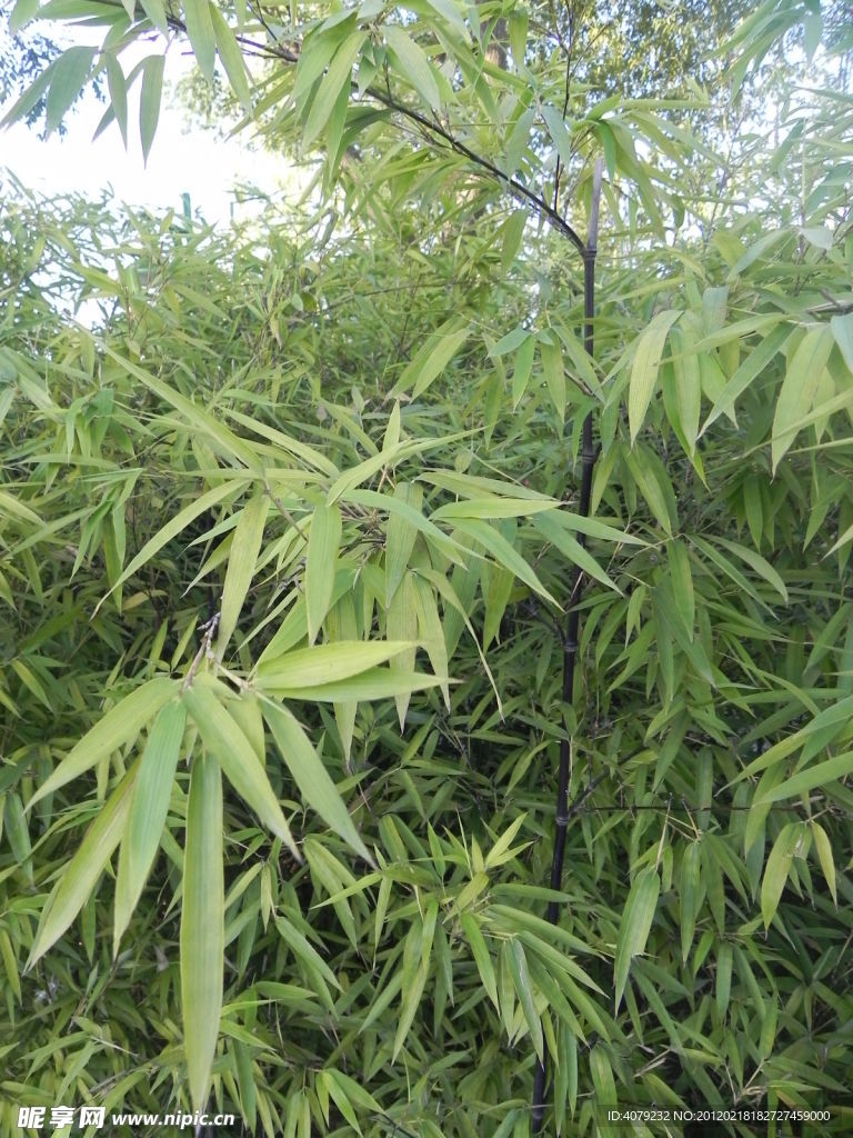 墨竹