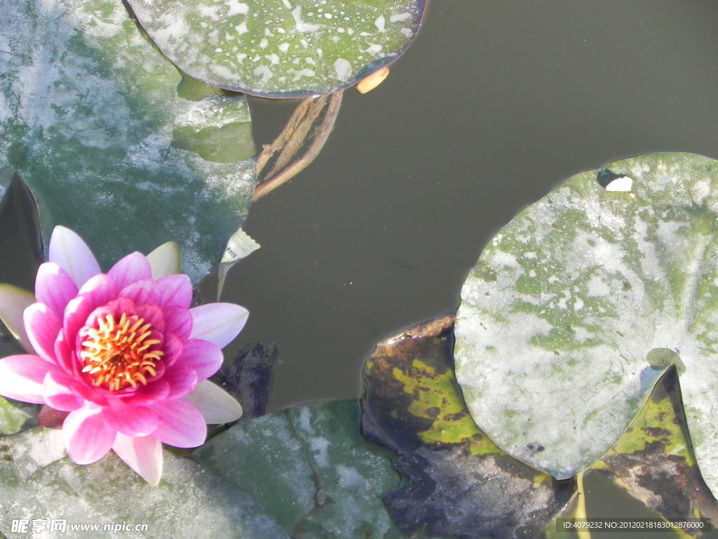 荷花