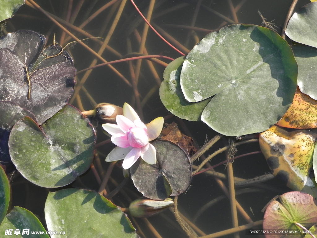 荷花