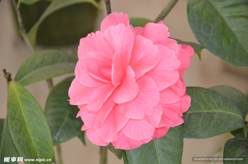 山茶花