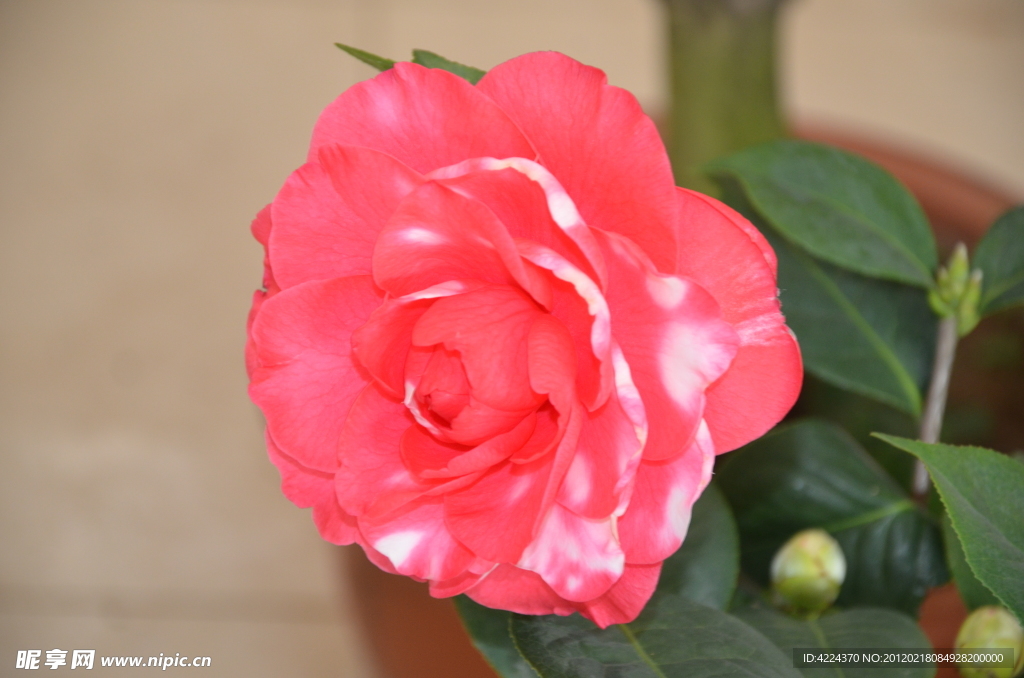山茶花