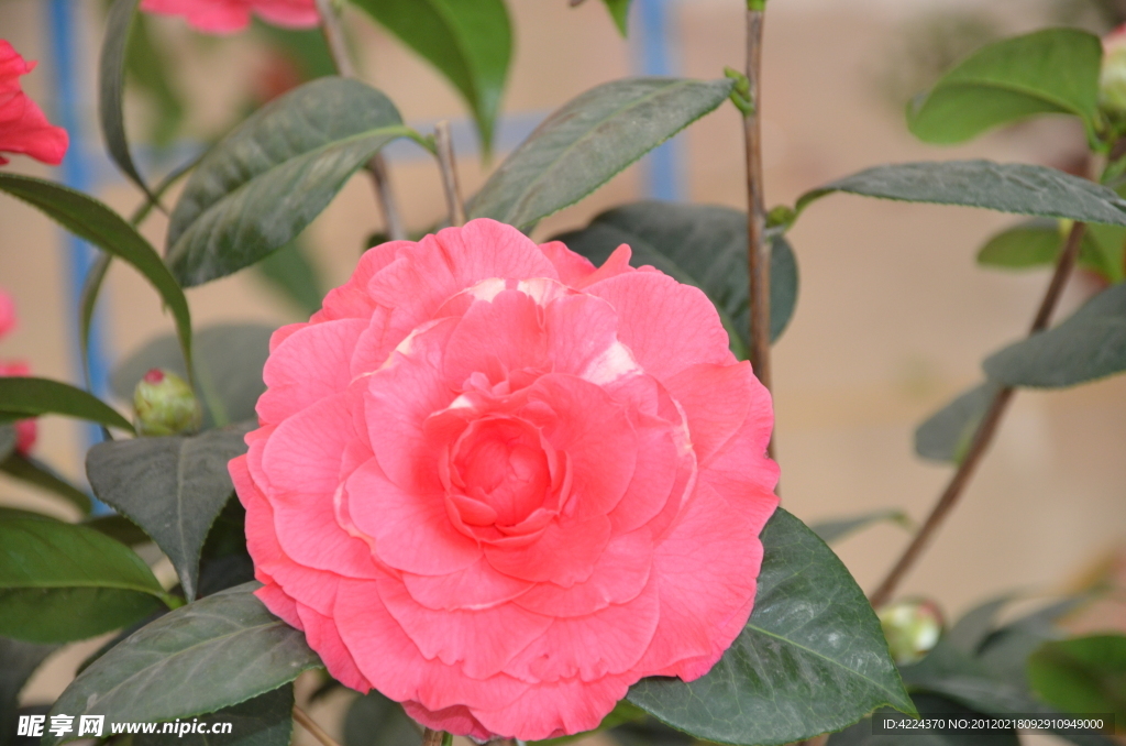 山茶花