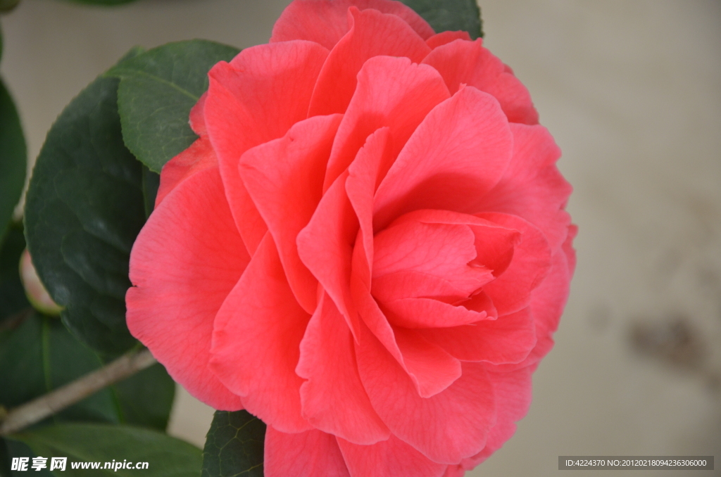 山茶花