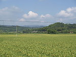 稻田