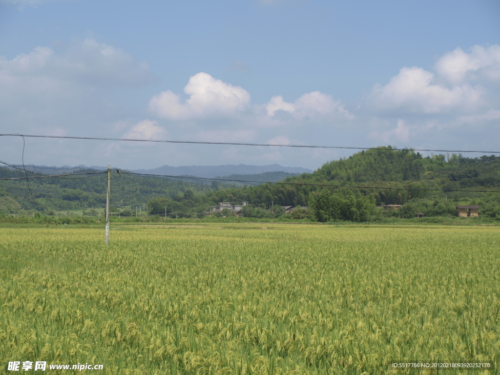稻田