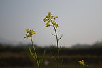 黄菜花