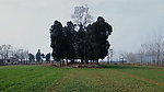 田野