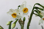 水仙花