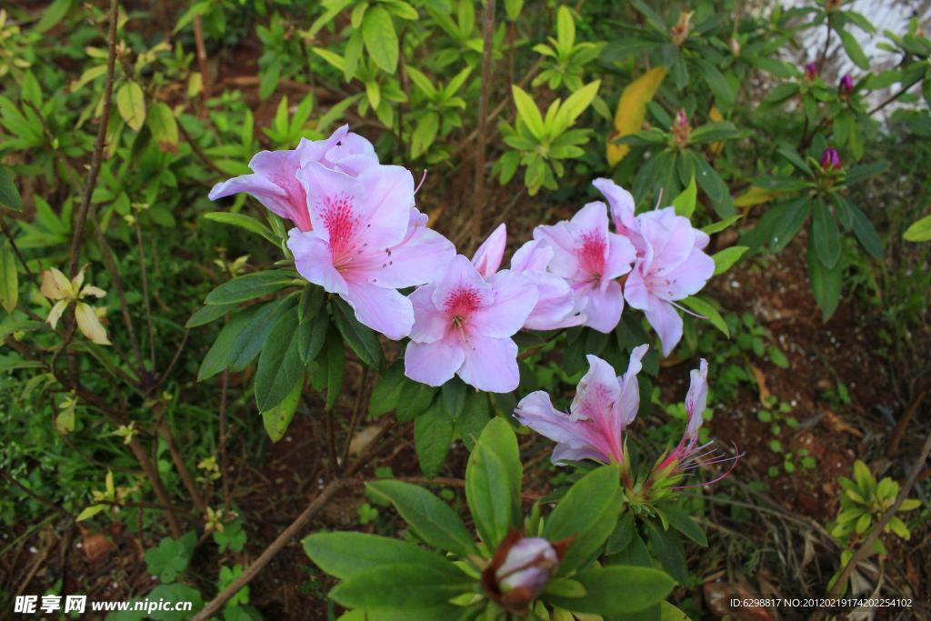 杜鹃花