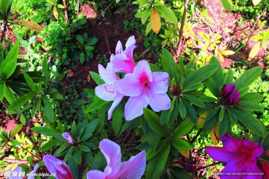 杜鹃花