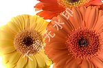 鲜花摄影