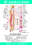 自主神经系概观