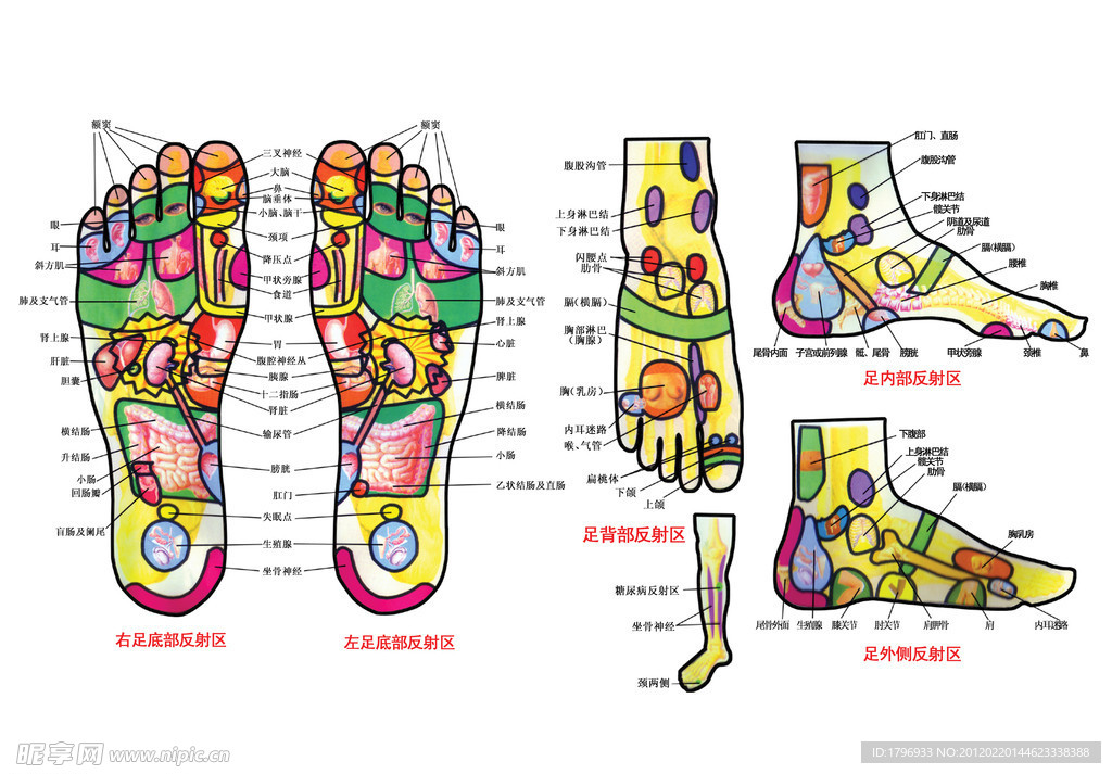 足底对应人气器官图